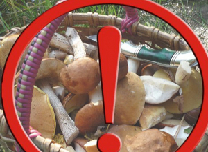 Սննդում չօգտագործել անհայտ ծագման սունկ․ Առողջապահության նախարարություն