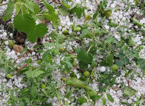 Կարկուտը նյութական մեծ վնասներ է պատճառել Մարտակերտի շրջանի բնակիչներին