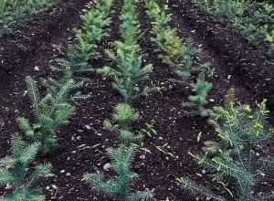 Ստեփանավանի «Սոճուտ» դենդրոպարկը» կրկին բաց է այցելությունների համար