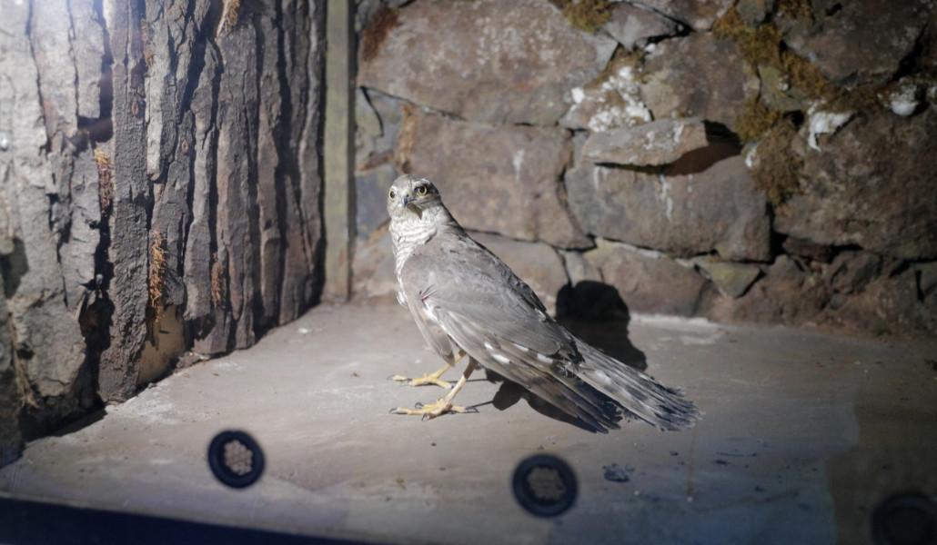 thumbnail_Հայտնաբերվել է վիրավոր լորաճուռակ (4)