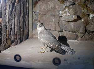 Հայտնաբերվել է վիրավոր լորաճուռակ