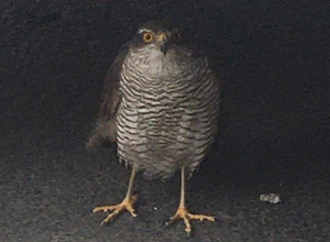 Ահազանգ է ստացվել, որ զբոսայգում վիրավոր բազե է նկատվել