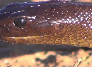 Будьте осторожны, это период активизации змей: Как различать змей?