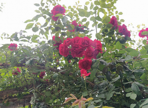 Погода в ближайшие дни