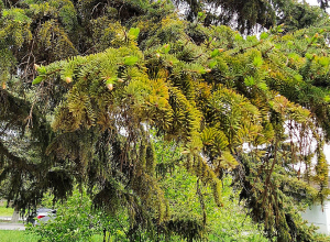 Температура воздуха понизится