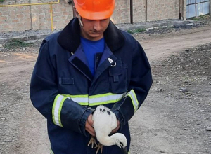 Վայոց ձորում արագիլի ձագը վայր է ընկել բնից