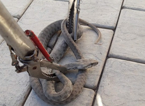 Փրկարարներն անվտանգ տարածք են տեղափոխել օձերին