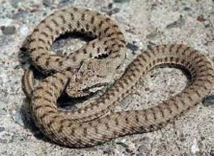 Փրկարարներն անվտանգ տարածք են տեղափոխել օձերի