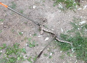 Ասկերանում օձը հայտնվել է բնակելի տան բակում