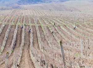 Ադրբեջանական մարտական դիրքից անկանոն կրակ են արձակել Արցախում գյուղատնտեսական իրականացնող աշխատանքներ անձի ուղղությամբ