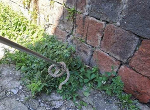 Փրկարարներն անվտանգ տարածք են տեղափոխել օձերին