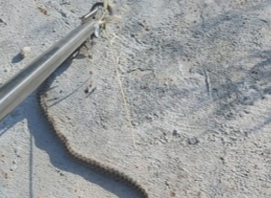 18 ահազանգ է ստացվել հանրապետության տարբեր տարածքներում նկատված օձերի վերաբերյալ