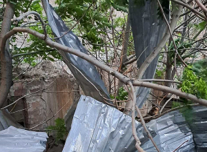 Քամու ուժգնությունը Երևանում հասել է մինչև 18 մ/վ-ի․ կոտրվել են ծառեր