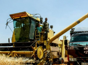 Հունիսին ՄԱԿ ՊԳԿ պարենային ապրանքների գնային ինդեքսը շարունակել է նվազել