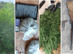 55-ամյա բնակիչը կալանավորվել է՝ կանեփի մեծաքանակ բույսեր աճեցնելու մեղադրանքով