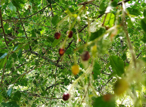Погода в Армении и Арцахе
