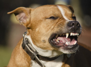 Սպիտակում​ շունը հարձակվել է 8-ամյա երեխայի վրա․ փոքրիկը  հիվանդանոց է ընդունվել ​ծայրահեղ ծանր վիճակում