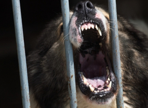 Շունը, պոկելով շղթան, հարձակվել է խաղացող երկու երեխաների վրա