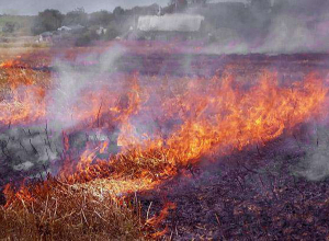 Երևանի Նորագավիթ թաղամասում՝ պանրի գործարանի հետնամասում, այրվում է խոտածածկույթ