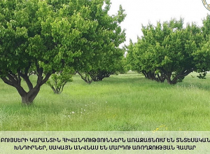 Բույսերի հիվանդություններն անվնաս են մարդու առողջության համար․ տեսչական մարմին