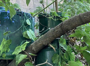 Хозяин дома выращивал коноплю на тутовом дереве: Полиция Вагаршапата раскрыла преступление