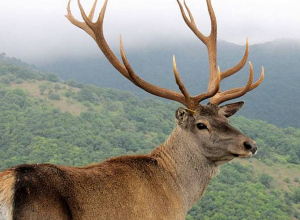 Տավուշում եղջերուն հարձակվել է պահակի վրա, վերջինին հիվանդանոց են տեղափոխել