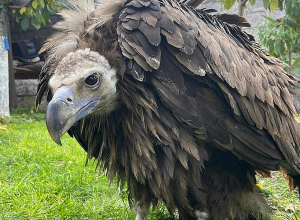 Հազվագյուտ սև անգղը տեղափոխվել է վերականգնողական կենտրոն