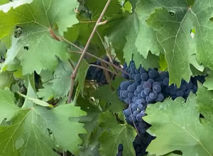 Բերդաշենից տեղահանված «Կուսաբերդ» գինու բիզնեսի ճակատագին անորոշ է