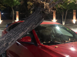 Փրկարարներն ավտոմեքենայի վրայից հեռացրել են շրջված ծառը