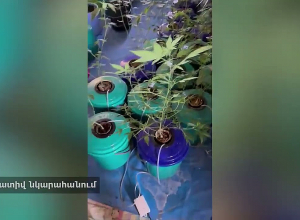 Թմրամիջոցի ջերմոց սենյակներ` Նորքի Այգիներում