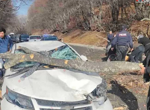 Ստեփանավանի ոլորաններում հսկայական ծառը կոտրվել ու ընկել է ճանապարհով ընթացող մեքենայի վրա