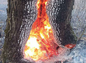 Փրկարարները մարել են «Դիլիջան ազգային պարկ»-ում բռնկված հրդեհը