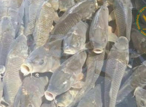 Ձկնաբուծարաններում աճեցված ձկան որակի նկատմամբ վերահսկողության մշտադիտարկման արդյունքները