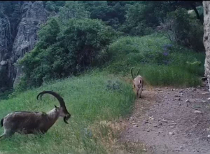 Ֆոտոթակարդների կողմից նկարահանված լավագույն դրվագները՝ «Խոսրովի անտառ»-ում