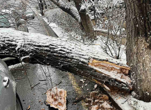 Ծառը կոտրվել և ընկել է ավտոմեքենայի վրա