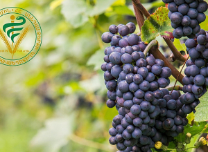 Պեստիցիդների սխալ կիրառման դեպքում բուսական ծագման սննդամթերքում մնացորդային նյութերի քանակները կարող են գերազանցել թույլատրելի շեմը