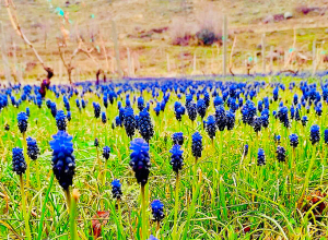 Ձյան առատ տեղումների հակառակ պատկերը Արենիում