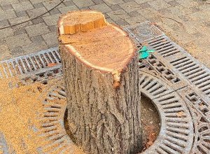 «Օպերայի շրջակայքում հատեցին ևս տասնյակ առողջ ծառեր»․ լուսանկարներ