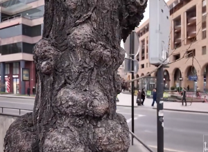 Երևանում ծառերի փոխարինման ծրագրով հատված 300 ծառի փոխարեն տնկվել է 350 նոր ծառ․ քաղաքապետարան