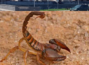 Թաքնված է եղել սպորտային կոշիկի մեջ․ Վանաձորում կարիճը 16-ամյա աղջկա է խայթել