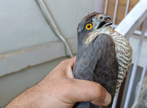 Վիրավոր լորաճուռակ է հայտնաբերվել՝ Կարմիր գրքում գրանցված