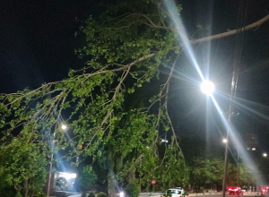 Փրկարարները կտրել և հեռացրել են Շինարարների փողոցում դեպի ճանապարհի երթևեկելի գոտի կախված ծառը