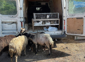 Սահմանվել է անկած, ոչնչացված կամ սանիտարական սպանդի ենթարկված կենդանիների փոխհատուցման կարգը