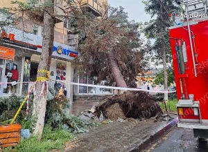 Արտակարգ իրավիճակ՝ Վանաձորում․ քամին տապալել է մեծ թվով հսկայական եղևնիներ