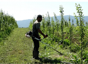 Տևական անձրևները վնասել են նաև Պտղավանի այգիները