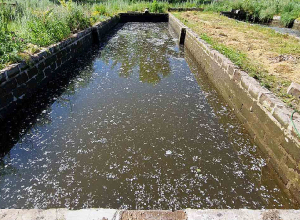 Ապօրինի ջրօգտագործմամբ ձկնաբուծություն Գեղարքունիքում