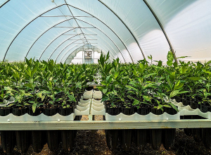 Այս տարի շուրջ 100,000 վայրի ծառ կտնկվի Վայոց ձորի մարզում