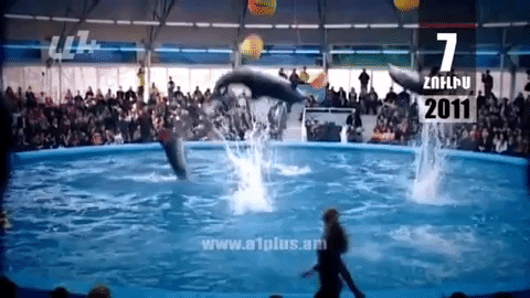 Օրացույց. 7-ը հուլիսի.Պահանջում են ազատ արձակել դելֆիններին