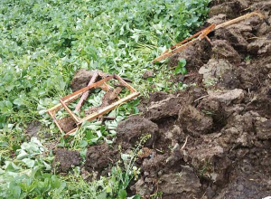 Մարդ և արջ՝ հարևաններ Վայոց ձորում. FPWC-ի համապարփակ մոտեցումը