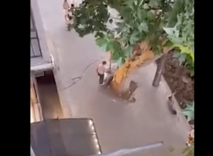 Մաշտոցի պողոտայում անհայտ անձը մի քանի օր հեղուկանման զանգված է լցրել սոսի տեսակի ծառերի տակ